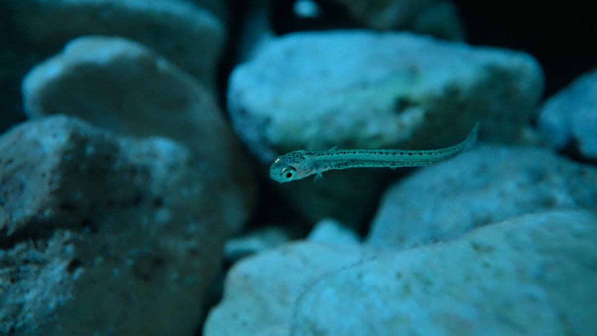 This baby whitefish is on the hunt for zooplankton, which are tiny aquatic animals that sustain many fish species in the Great Lakes. 📸Credit: <a href="/AllTooClearFilm/">All Too Clear Film</a> 

Join us January 29th at 6:30pm for a free screening of ALL TOO CLEAR . Visit detroitriver.ca/movie for more info!