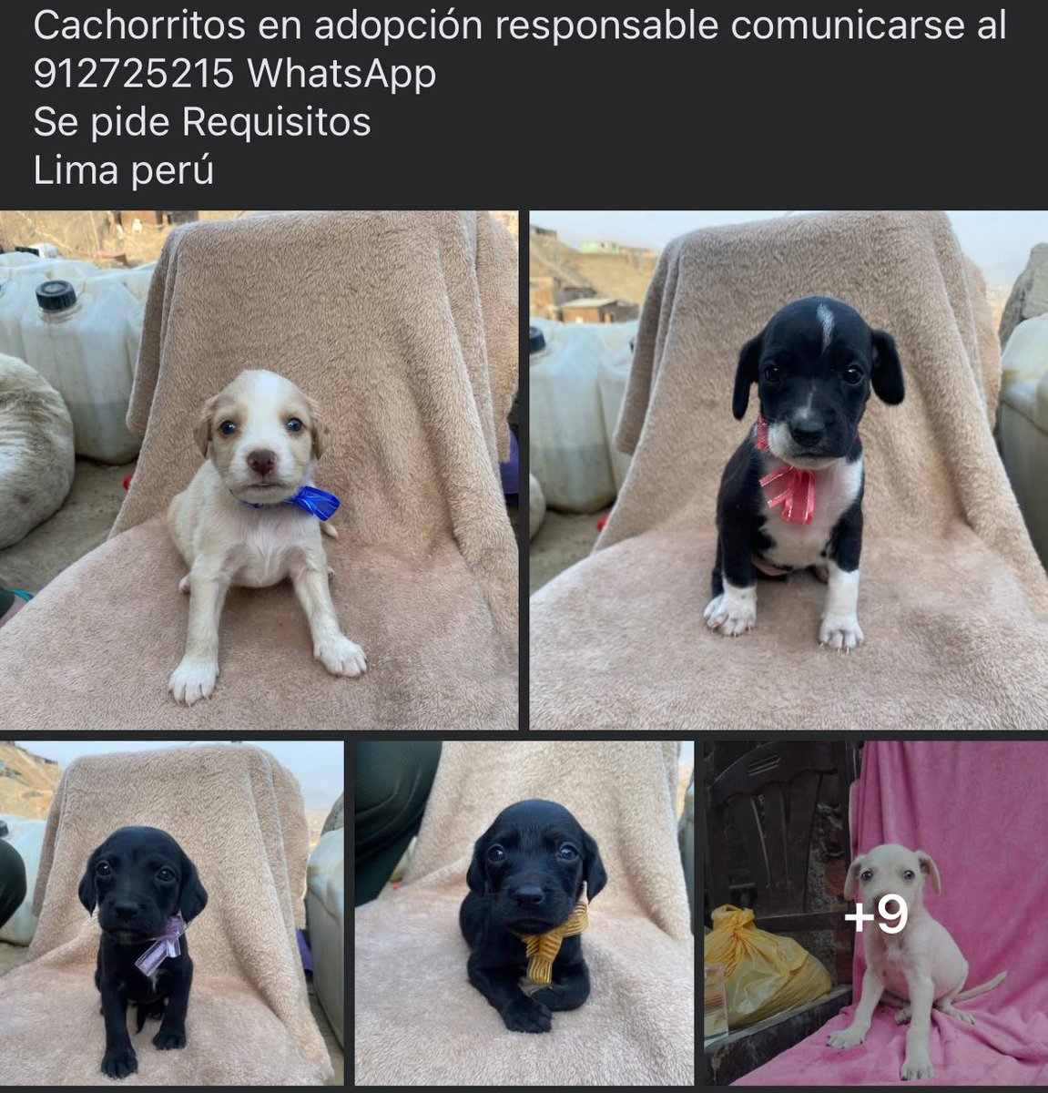 AnaNazarioL's tweet photo. cómo no se me va partir el corazón si todos los días me salen publicaciones así 💔 https://t.co/NWRz3bz6BF