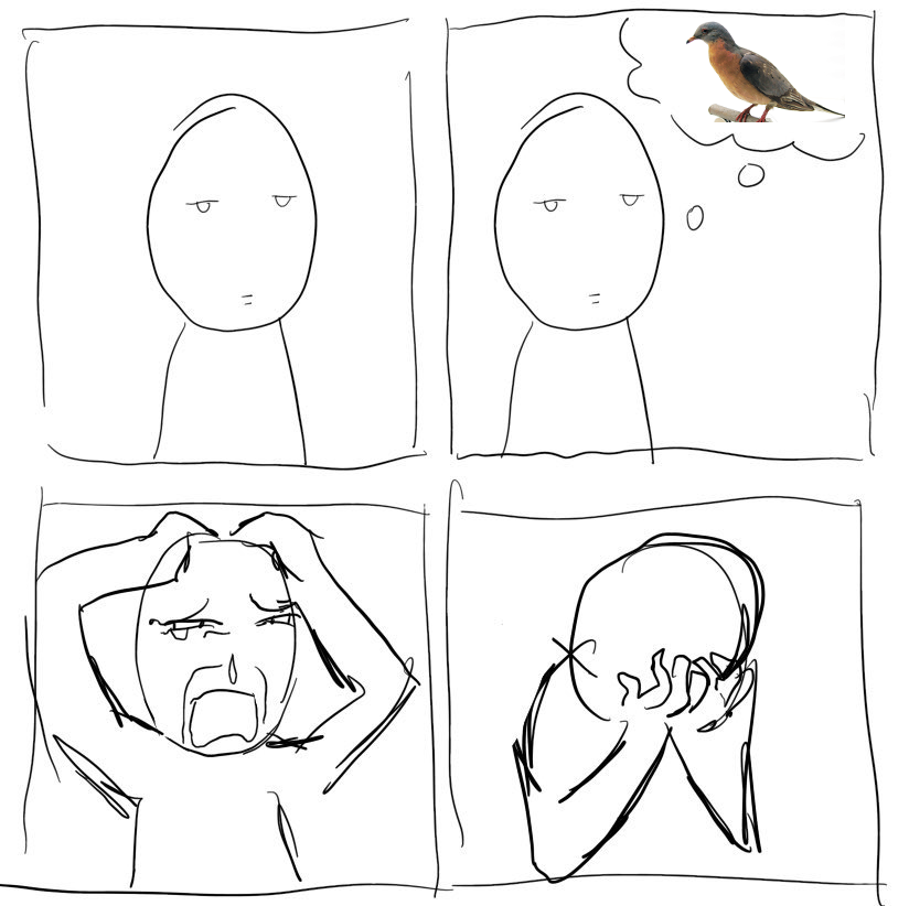 pukeko (@pukekoku) on Twitter photo 