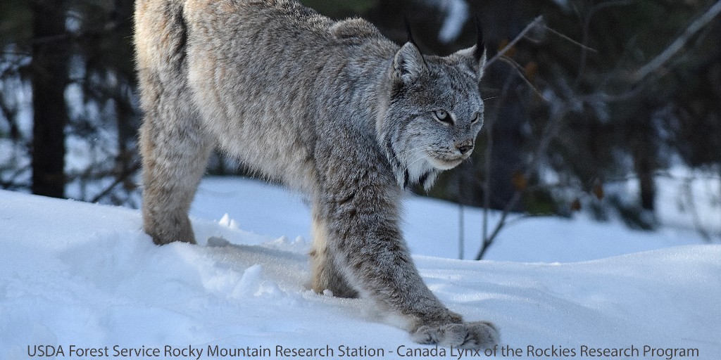New research! 🐈‍⬛ RMRS scientists worked with <a href="/COParksWildlife/">Colorado Parks and Wildlife</a>, <a href="/USFSRockyMtns/">USFS Rocky Mountains</a>, and others to update Canada lynx habitat maps around Colorado. Much of the threatened cat’s habitat overlaps protected areas, but good habitat is sparse. Learn more:  research.fs.usda.gov/rmrs/news/rele…