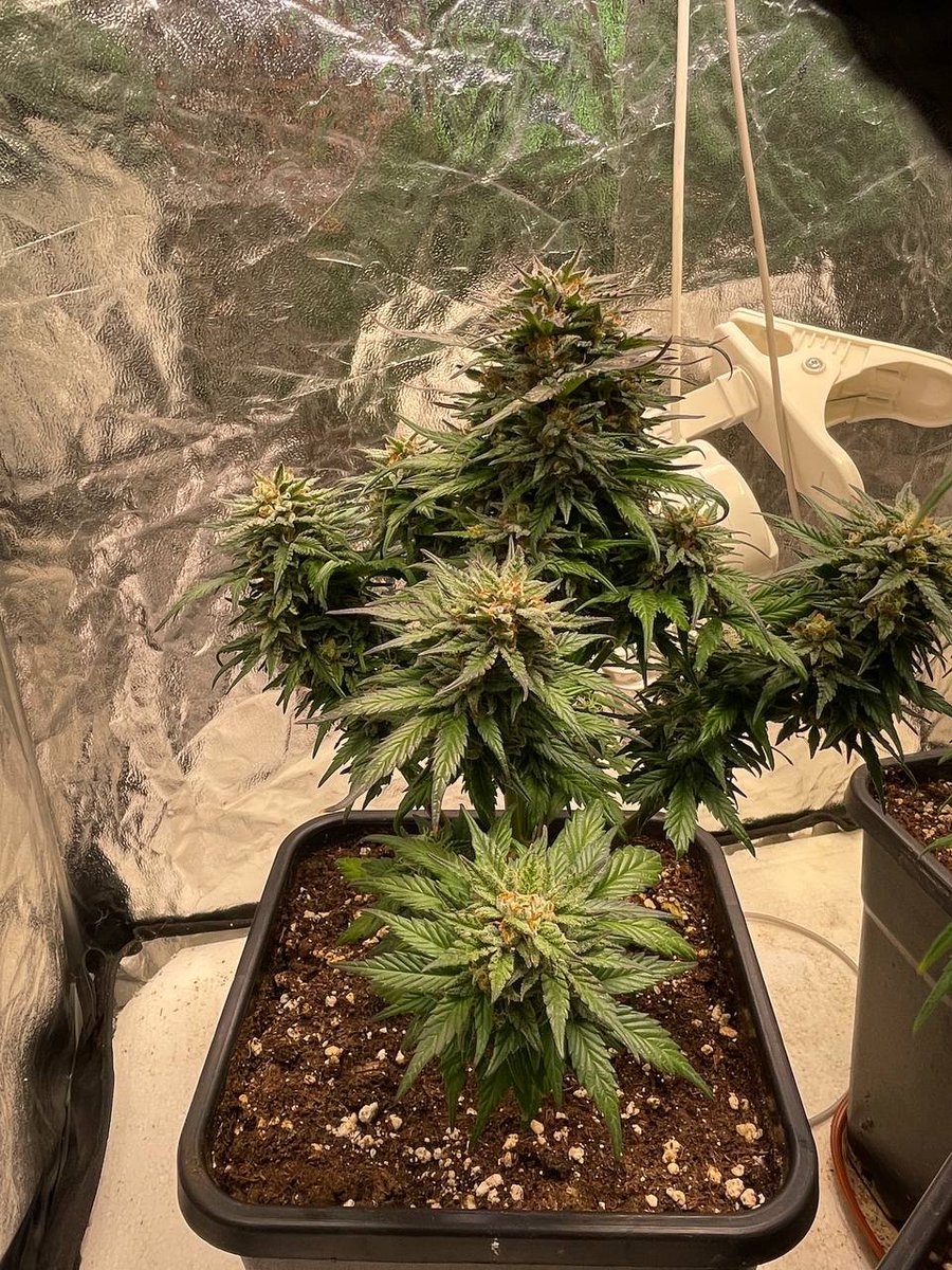 thcliebhaber's tweet photo. Hellooo Ladys and Gents.
Nach langer Zeit ein Lebenszeichen von mir!
Der zweite #Grow ist im Gange.
Zu sehen ist eine #CookiesKush, #TangerineDream und #Mac1. Alle drei #Automatics, stehen gut im Saft und ich bin zufrieden.
Wie läufts bei euch? https://t.co/GZFIT1ZhG9