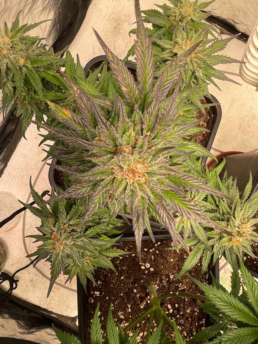 thcliebhaber's tweet photo. Hellooo Ladys and Gents.
Nach langer Zeit ein Lebenszeichen von mir!
Der zweite #Grow ist im Gange.
Zu sehen ist eine #CookiesKush, #TangerineDream und #Mac1. Alle drei #Automatics, stehen gut im Saft und ich bin zufrieden.
Wie läufts bei euch? https://t.co/GZFIT1ZhG9