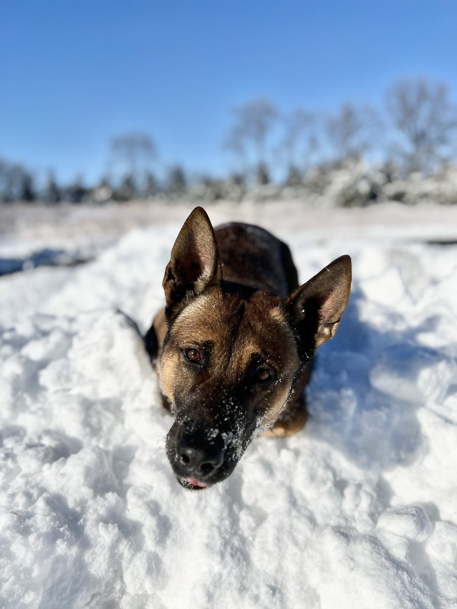 OlathePolice's tweet image. K9 Kodi is paws-itively loving this snow! We hope everyone is staying warm and safe ❄️ #k9 #workingdog #policedog #olathepolice #policek9
