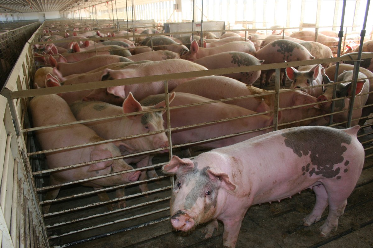 Talk_With_FACT's tweet image. Join us in calling on the @US_FDA  to ban the cancer calling pig drug carbadox. @DrCaliff_FDA  could ban the drug today if he were to follow the recommendations of his own legal and scientific staff. votervoice.net/FACT/campaigns…