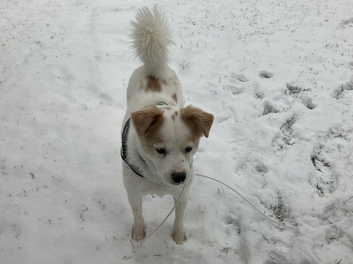 LensReality's tweet image. ❄️ About 2 to 3 inches of snow fell this morning in the outskirts of Lancaster, PA. ☃️
#snow #pasnow #pawx @NWSStateCollege