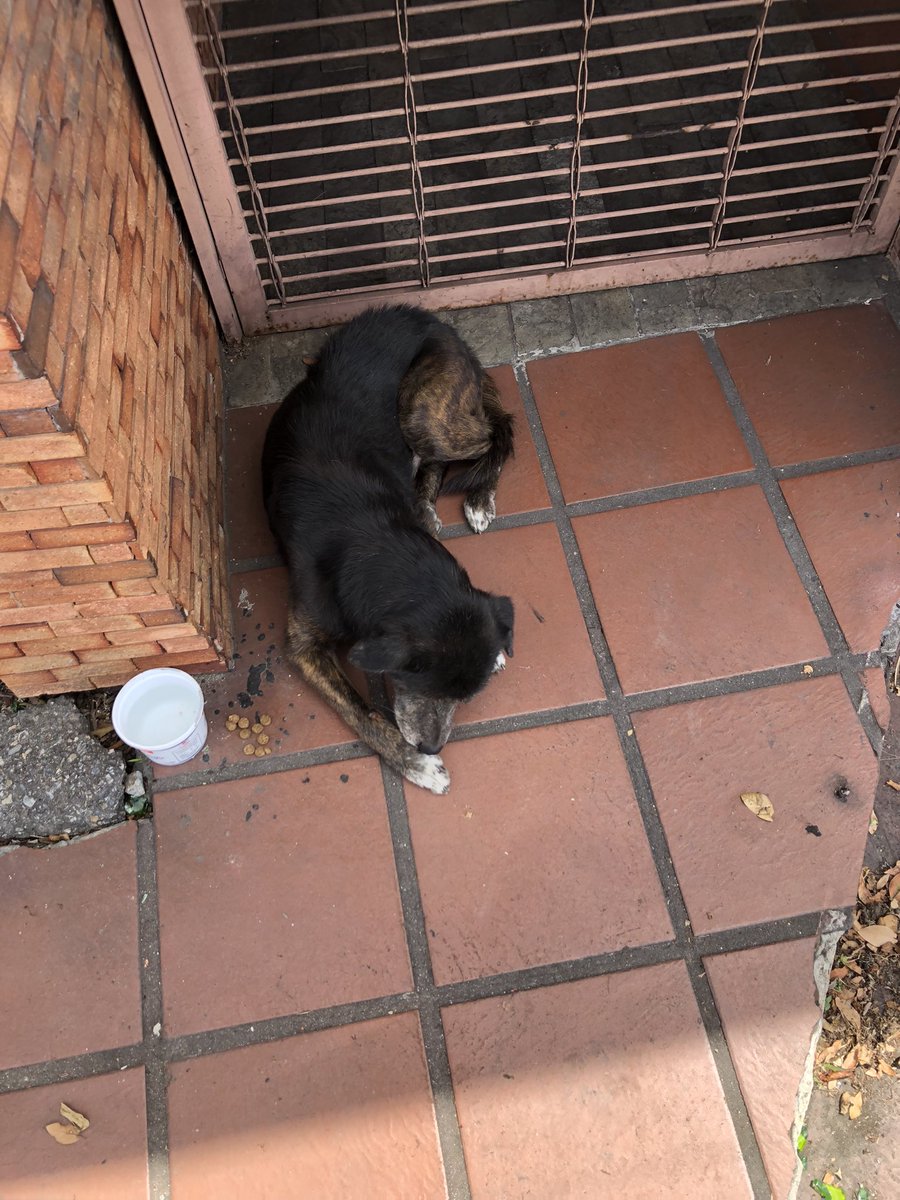 Reporta <a href="/JcSabal/">JcSabal</a>: Urgente en la carretera baruta las minas peludito comunitario abandonado. Se ofrece comida y transporte al que lo pueda socorrer.. máxima difusión 0412 8304730