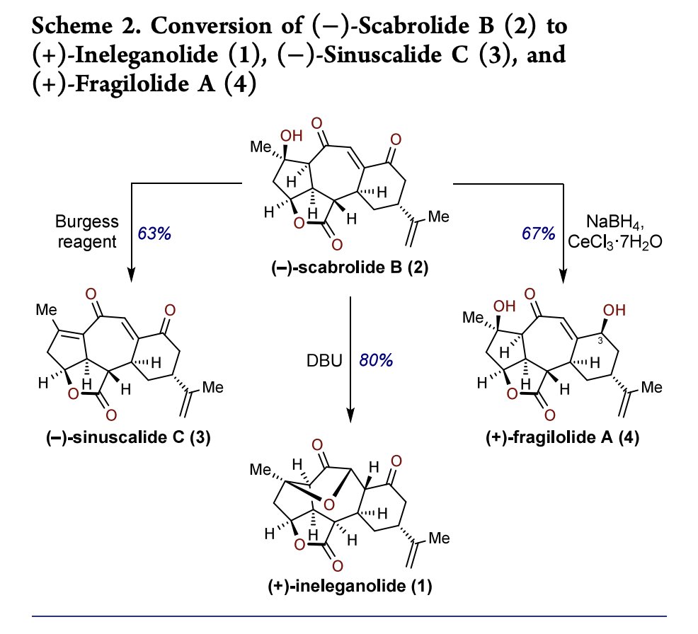 Total Synthesis (@totalsynthesis) on Twitter photo #TotalSyntheses of Scabrolide B, Ineleganolide, and Related Norcembranoids by Emma J. Simmons, David B. Ryffel, Diego A. Lopez, Yaroslav D. Boyko <a href="/YaroslavBoyko4/">Yaroslav Boyko</a>, and David Sarlah <a href="/SarlahLab/">Sarlah Lab</a> at <a href="/ChemistryUIUC/">Chemistry at Illinois</a> <a href="/RiceChemistry/">Rice University Chemistry Department</a> in <a href="/J_A_C_S/">J. Am. Chem. Soc.</a> pubs.acs.org/doi/10.1021/ja… #TotalSyntheses of Scabrolide B, Ineleganolide, and Related Norcembranoids by Emma J. Simmons, David B. Ryffel, Diego A. Lopez, Yaroslav D. Boyko <a href="/YaroslavBoyko4/">Yaroslav Boyko</a>, and David Sarlah <a href="/SarlahLab/">Sarlah Lab</a> at <a href="/ChemistryUIUC/">Chemistry at Illinois</a> <a href="/RiceChemistry/">Rice University Chemistry Department</a> in <a href="/J_A_C_S/">J. Am. Chem. Soc.</a> pubs.acs.org/doi/10.1021/ja…