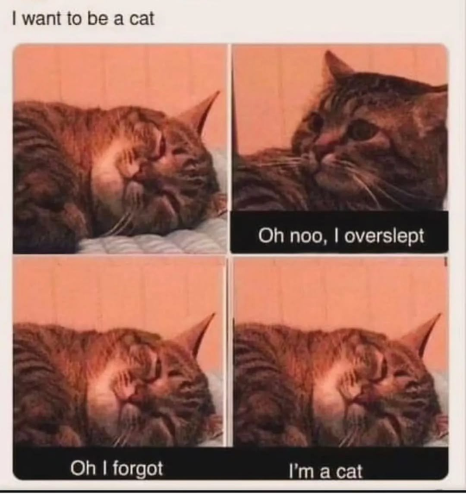 imgur's tweet photo. Pretty purrfect position 😸 https://t.co/ZNRp33Ldtv

#memes #imgur https://t.co/4s5I2oHnXs
