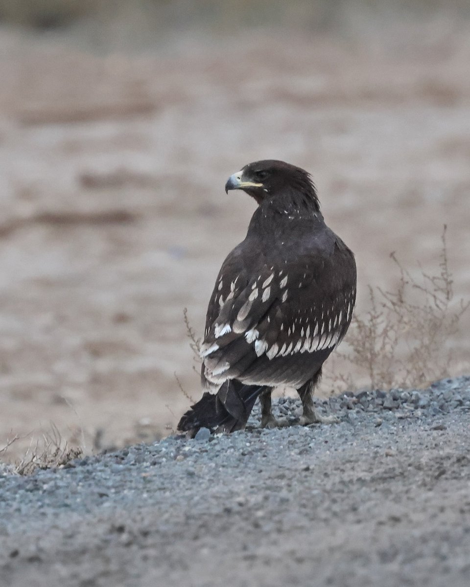 DaveRead18's tweet image. This Greater Spotted Eagle was 1 of at least 5 seen today at the Jahra Reserve 🇰🇼