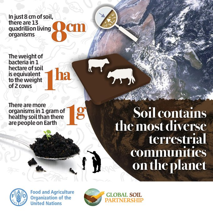 Throughout the next 365 days, 24/7, #Soil organisms will silently perform diverse ecosystem functions, supporting life on earth &amp; human well-being.

Best wishes from the #GlobalSoilPartnership for an amazing 2025, teeming with healthy soils! 🌿

via <a href="/FAOLandWater/">FAO Land, Soil and Water</a>