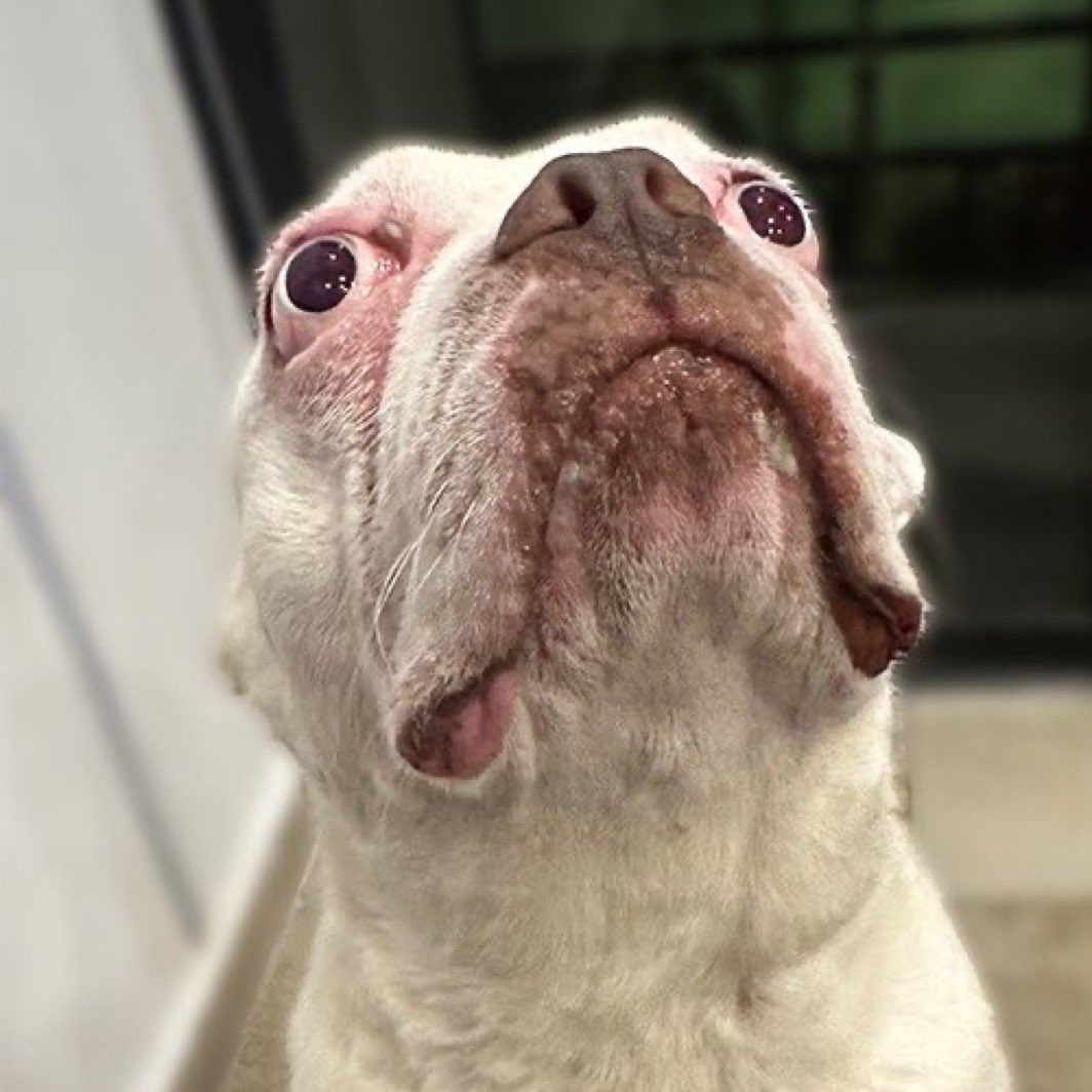 dyor ( revenge arc ) tweet media