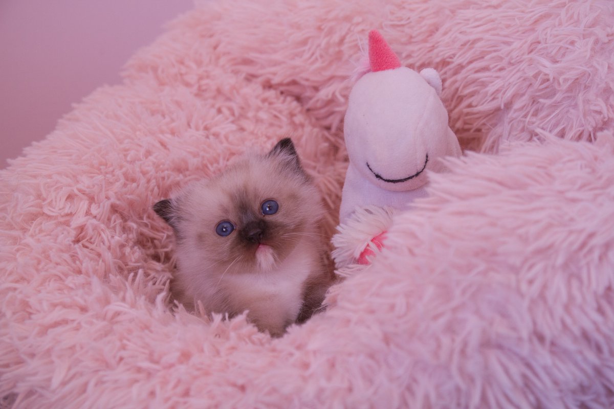 Avui la Panettone,gata de teràpia de Lladruc,fa un any!La felicites? 
🎂
¡Hoy Panettone,gata de terapia,de Lladruc,cumple un año!¿La felicitas? 
🎂
Today Panettone (Lladruc therapy cat)turns 1! 
Do you want to wish her a happy birthday?

#ragdollcat #gatodeterapia #ragdollkitten