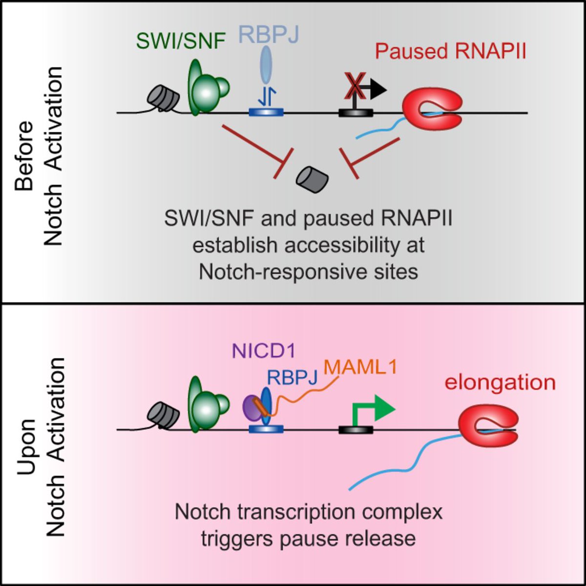 In this study, Rogers et al. use high-resolution genomic assays to comprehensively examine how Notch activates transcription of its target genes, showing that Notch releases paused RNA polymerase II from SWI/SNF-primed promoters.

Learn more here:
➡️ tinyurl.com/gd352108