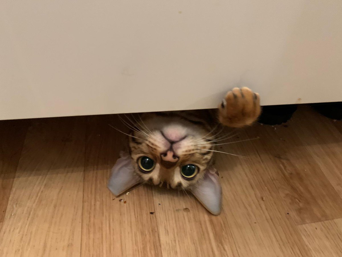 Sero1UP's tweet photo. @PostsOfCats https://t.co/aaF1QZroUE