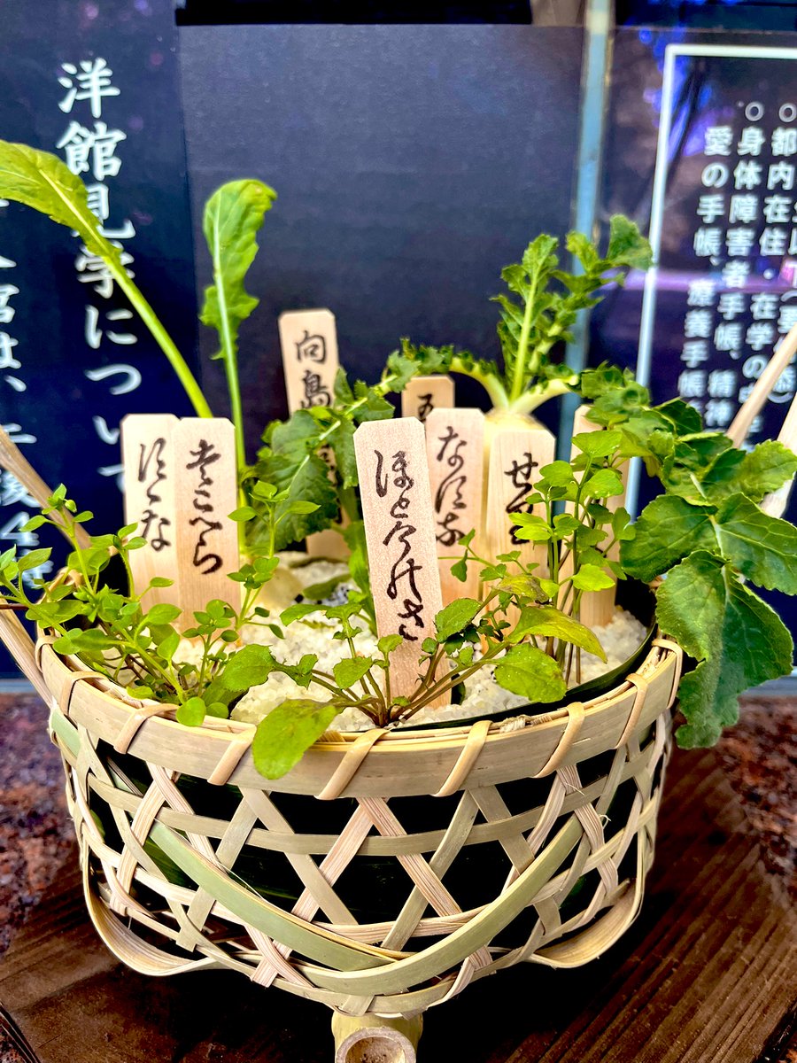 usakokazu0621's tweet photo. おはようございます💐
1.7 火曜日！七草！
今日もよろしくお願いします🙇‍♂️
＃七草 https://t.co/o6gfpvcWco