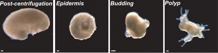 Uri Frank (@thecocodium) on Twitter photo Not many animals could bounce back if their bodies were completely dissociated to single cells. #Hydractinia can! <a href="/CurantzC/">Curantz camille</a> show how they do it and reveal how many cell types are required for this endeavor. <a href="/HHorkan/">Helen Horkan</a> <a href="/VarleyAine/">Áine Varley</a> Gab Krasovek Laura Ryan
biorxiv.org/content/10.110… Not many animals could bounce back if their bodies were completely dissociated to single cells. #Hydractinia can! <a href="/CurantzC/">Curantz camille</a> show how they do it and reveal how many cell types are required for this endeavor. <a href="/HHorkan/">Helen Horkan</a> <a href="/VarleyAine/">Áine Varley</a> Gab Krasovek Laura Ryan
biorxiv.org/content/10.110…