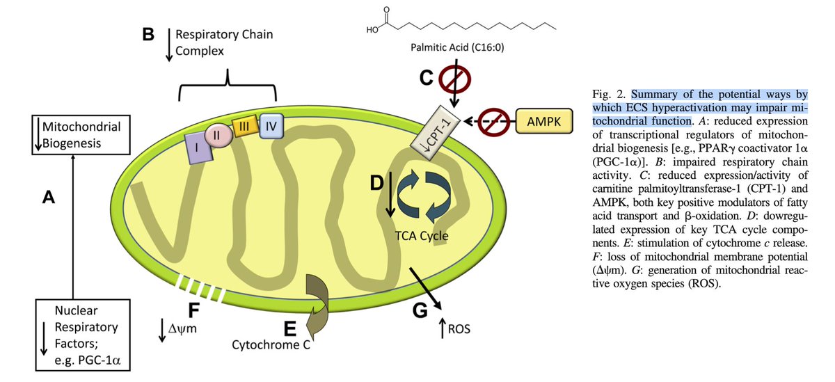 Bioindividual's tweet photo. Seed oils (n-6) damage the mitochondria via overproduction of endocannabinoids 

🔻 ATP synthesis, oxygen consumption, and 
   membrane potential
🔻 mitochondrial biogenesis (PGC-1α)
🔺 ROS 
  
Result is a hypometaboilic state conducive to obesity &amp; diabetes https://t.co/m3EGpbQ783