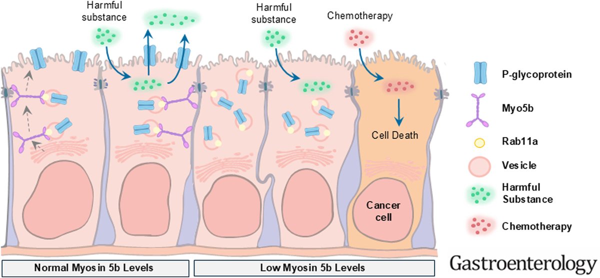 Study finds myosin Vb traffics P-glycoprotein to the apical membrane of intestinal #epithelialcells

🔗 ow.ly/jhOJ50UACOB
🖋️ <a href="/AmyEngevik/">Amy Engevik</a> <a href="/micromindy/">Mindy Engevik</a>