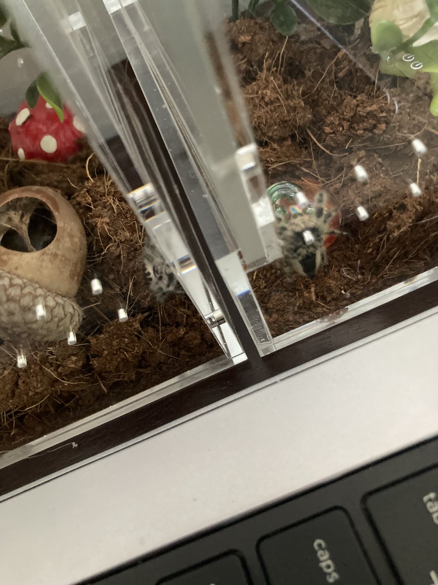 Pip and Clove love when I work from home bc they get to bask in the warm laptop fan
