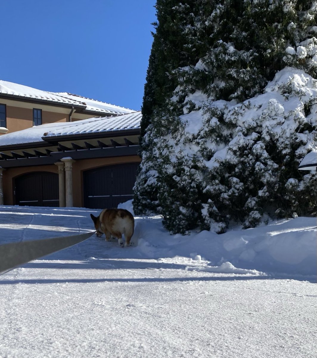 RubyCorgi's tweet image. Literally up to my eyeballs in snow! #corgi