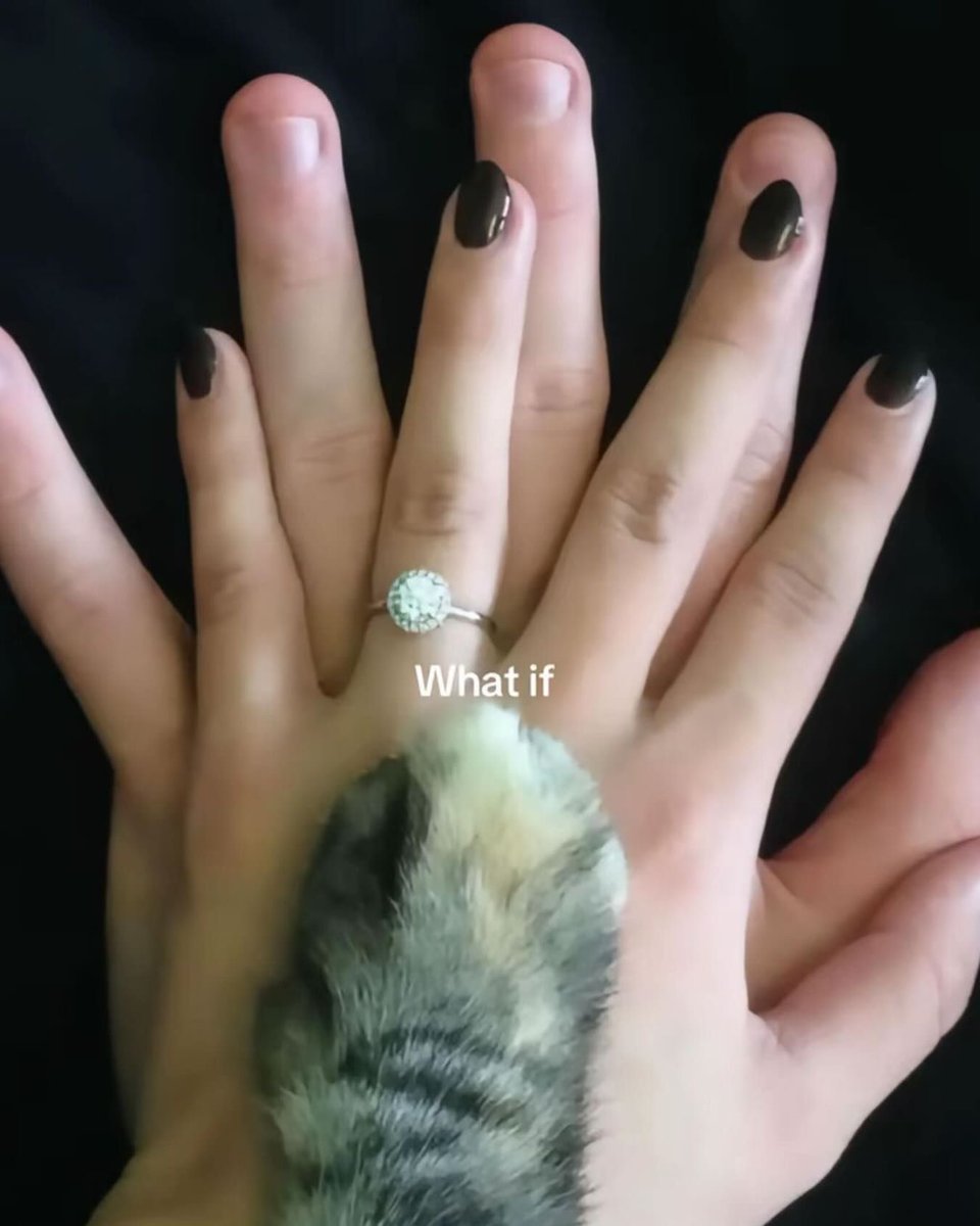 Why you should have a cat (@shouldhavecat) on Twitter photo 