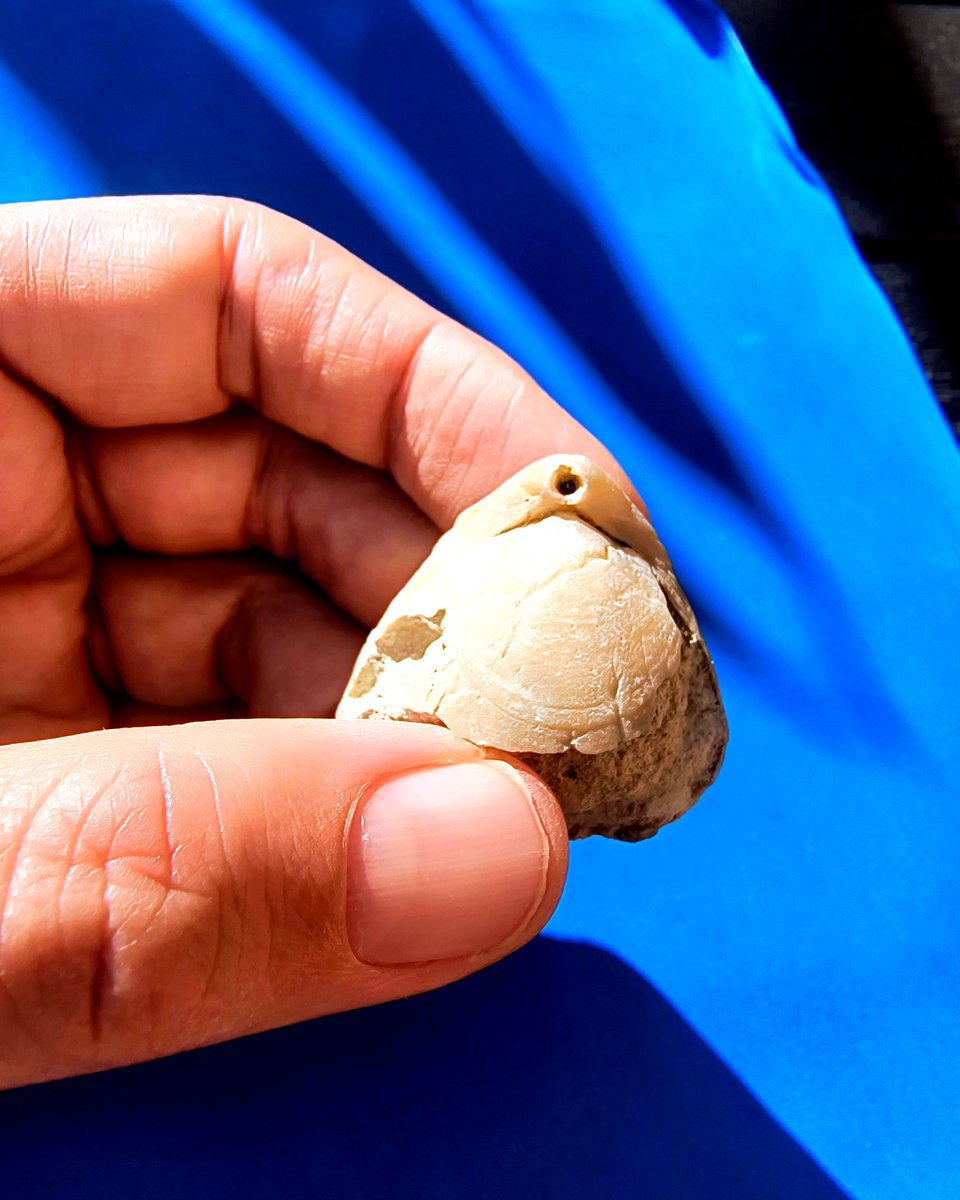 ABaucon's tweet image. What defines the symmetry of brachiopod valves? Each valve is symmetrical, but they aren't mirror images of each other. #Symmetry #Valves #Brachiopods