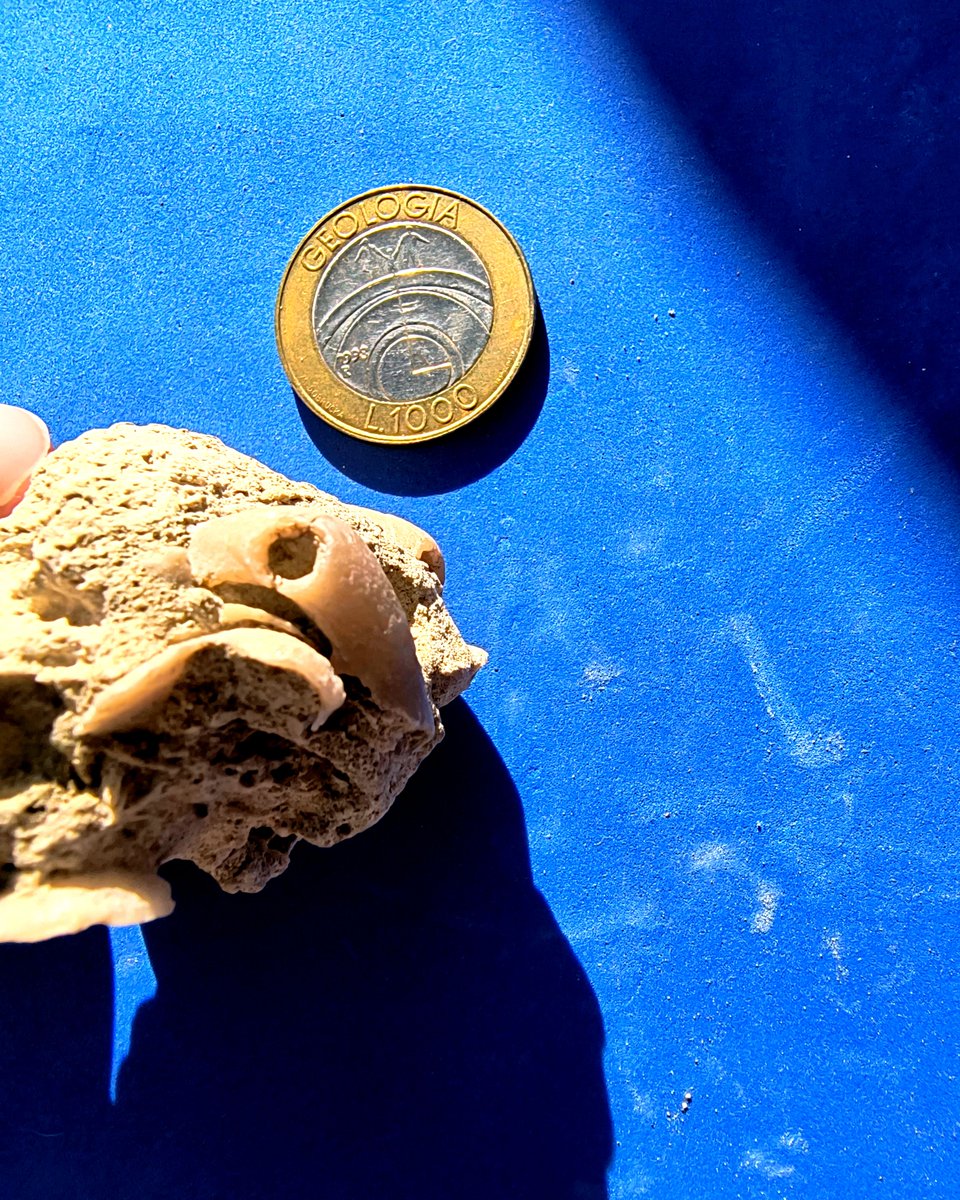 ABaucon's tweet image. What defines the symmetry of brachiopod valves? Each valve is symmetrical, but they aren't mirror images of each other. #Symmetry #Valves #Brachiopods