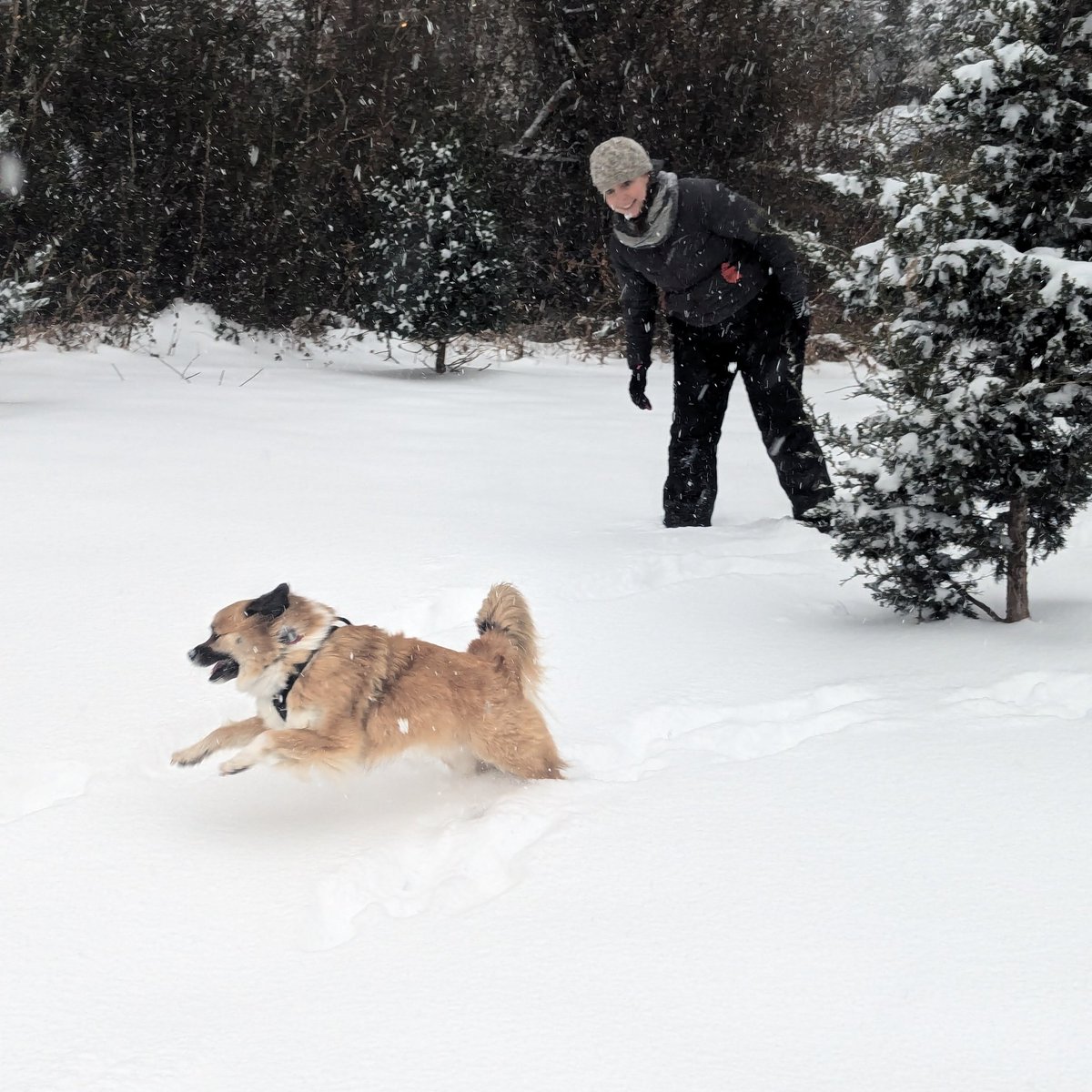 Claire Conley (@drclairec) on Twitter photo Snowday in DC! ❄️🥶🐶 Snowday in DC! ❄️🥶🐶