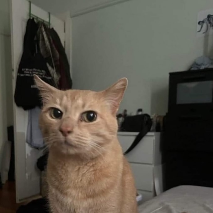 PunchingCat's tweet image. what?