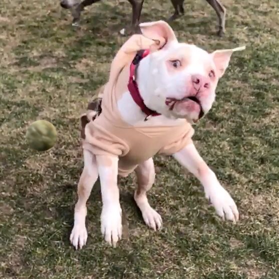 Uncoordinated but enthusiastic dog: a story in four parts