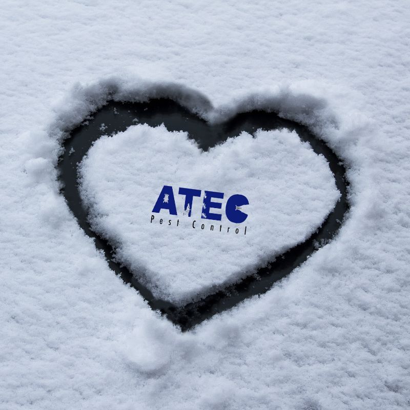 ATECPEST's tweet image. As temperatures drop, pests start searching for a warm place to hide. Make sure your home is protected with a pest control barrier from ATEC Pest Control. Don’t wait—schedule your service today! Call us now: 256-533-6754 

#ATECPestControl #WinterPestProtection #PestFreeHome