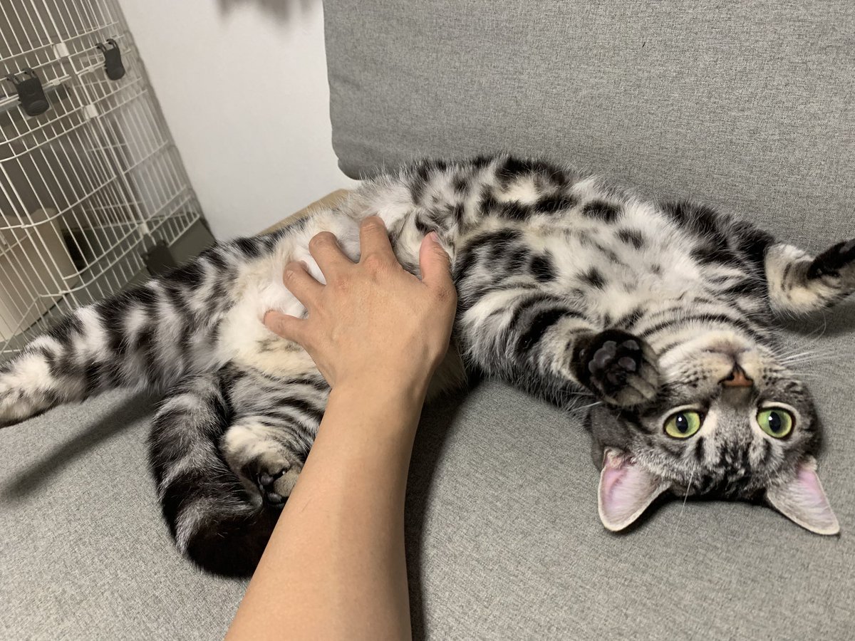 amainosan's tweet photo. うちの油断猫たち https://t.co/I3aIF4cMoB