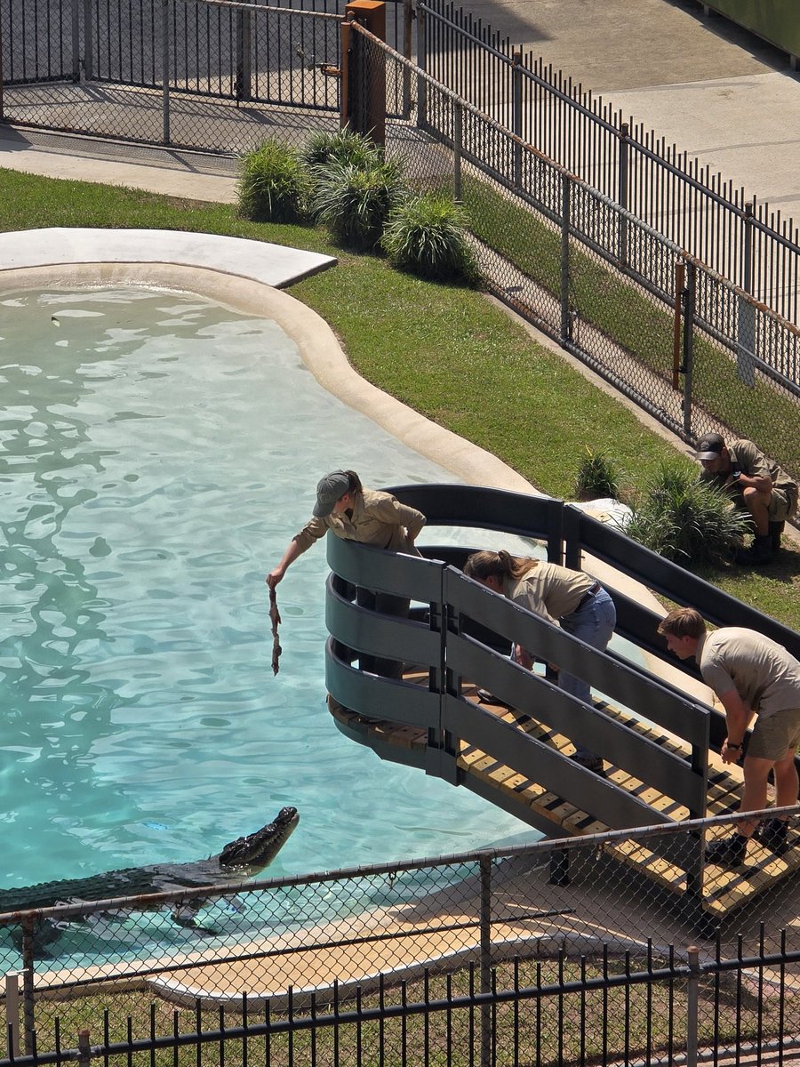 swirlinghive's tweet photo. #AustraliaZoo #crocodile https://t.co/9bqfJ6fCex