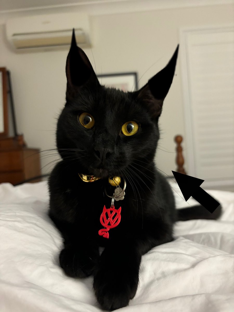 frisky9's tweet photo. Painting my white sideboard white and why did I not think of the potential for devil 😈 kitty Ms Mischief to ‘help’ I started on the inside when a black paw 🐾 appeared in the electric cord hole. Have you ever seen a black panfur with white toe beans? Spawn of the devil 😈 https://t.co/WGUIUPhaEj