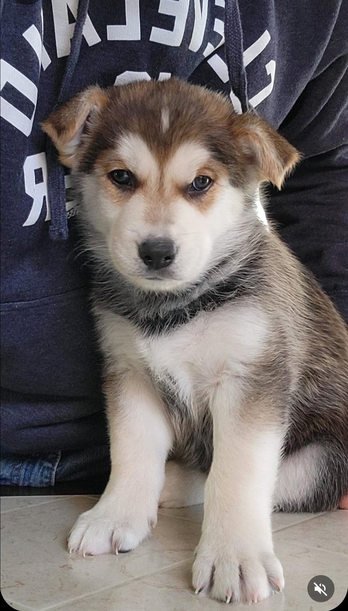 Dawnaaaaa's tweet photo. GUYS PLS GO VOTE FOR MY DOG $10K IS ON THE LINE AND HE COULD BE A STAR 🌟🐕 

https://t.co/ORicAlojpI 

#dogsofX #dogsoftwitter #puppies #dogs https://t.co/fJF5X8JFTc