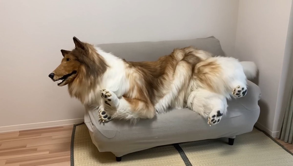 TOCO トコ 🐶 $TOCO tweet media