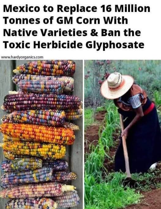 GigaBasedDad's tweet image. Mexico is starting to figure it out