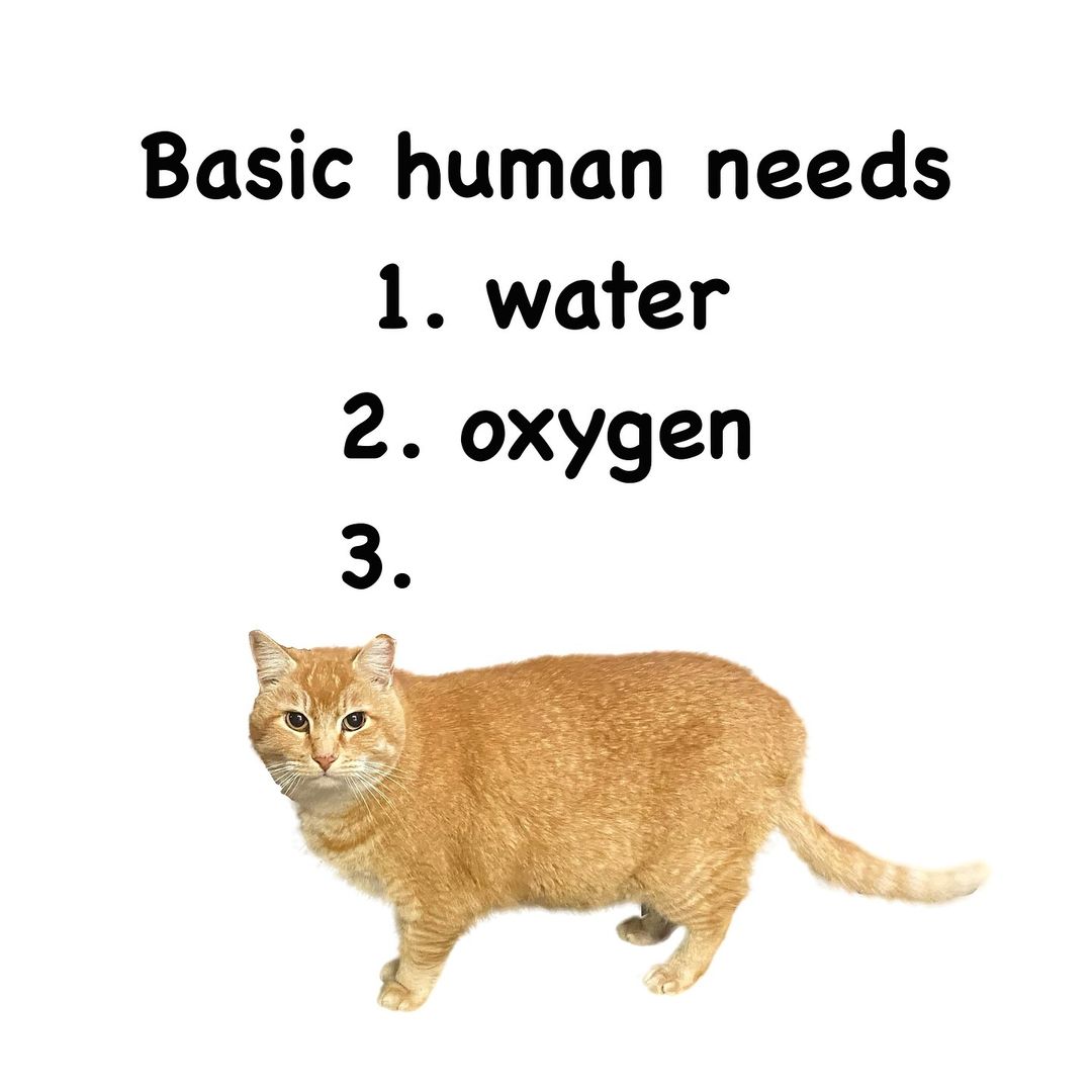 Catsillyness's tweet photo. The essentials https://t.co/5hyunZk40t