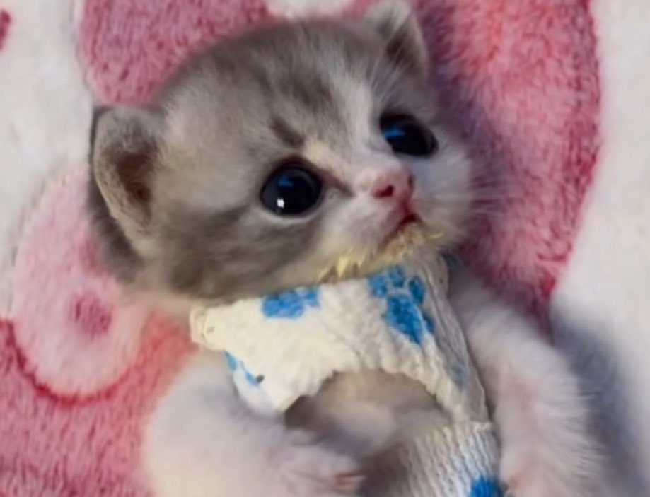 beef bibbler tweet media