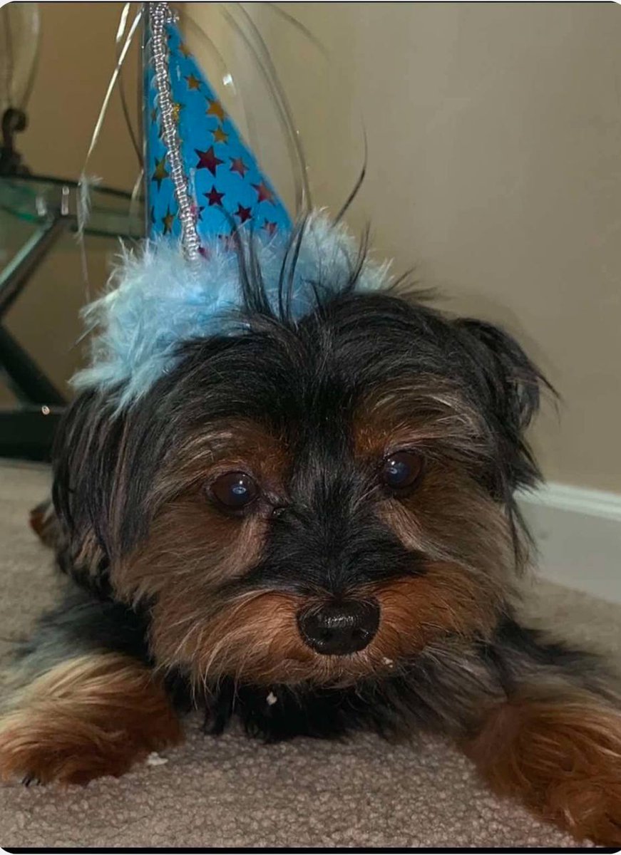 SlingerJohnson's tweet photo. @lukebelmar $Gizzy the Yorkie who survived cancer is about to moon 

CA: GjGZbGGSaejxgAarwo6cgEti925eVqPyM3ScVt3vmoon https://t.co/vYZFniCk8P