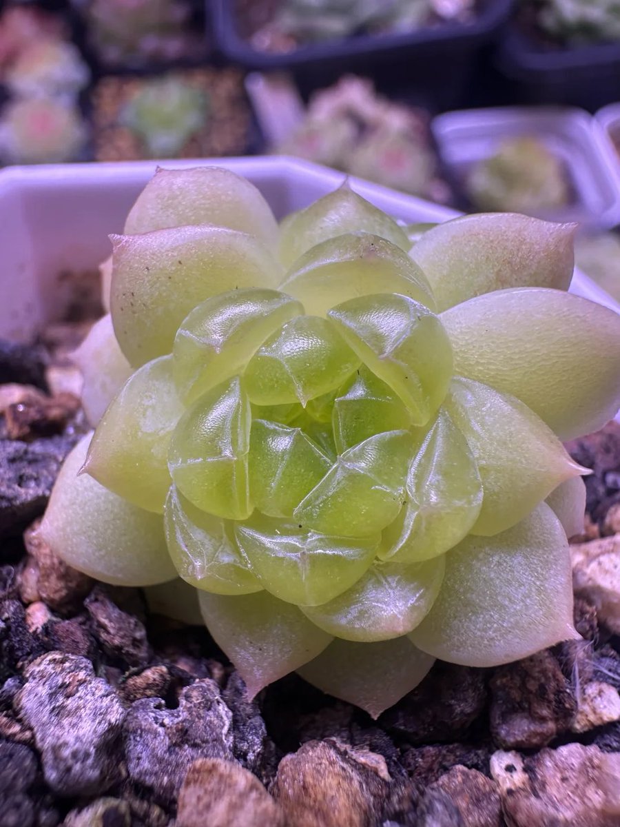 私が最近愛した植物を記録します。