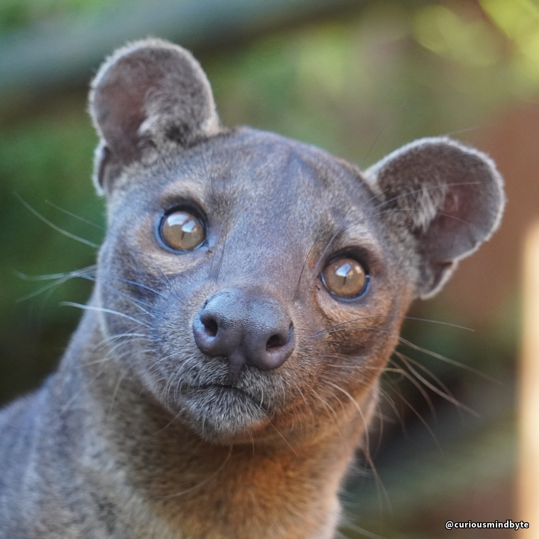 CuriousMindByte's tweet image. Animal Spotlight: Fossa 🐈 Madagascar's largest native predator, looking like a bizarre cat-mongoose hybrid. Incredibly agile tree climbers with a unique evolutionary history! #WildlifeFacts #UnusualAnimals