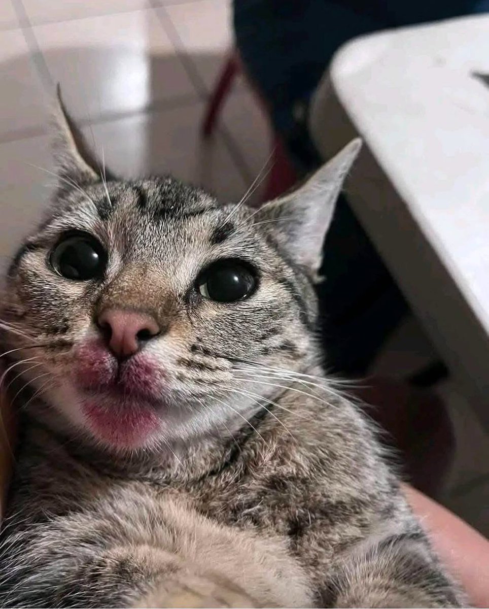 Punch Cat tweet media