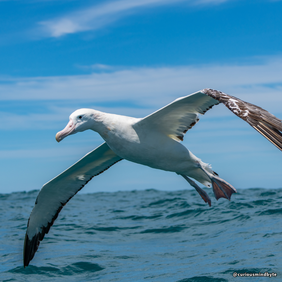 CuriousMindByte's tweet image. Interesting Stat: The wandering albatross has the longest wingspan of any bird, measuring up to 11 feet. #WildlifeFacts #WanderingAlbatross