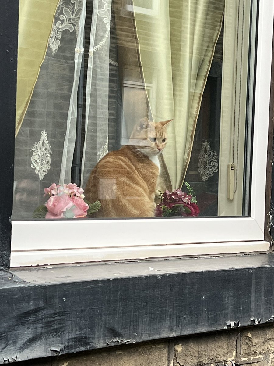 New year, new quiz season, new nonsense

My Wednesday night 10pm SmartQuiz is back this week

If you’ve got the zoom, it’s the same zoom as ever. If not, gimme a DM and you’re in. 

Here’s an unrelated picture of a cat so the algorithm makes sure you see this