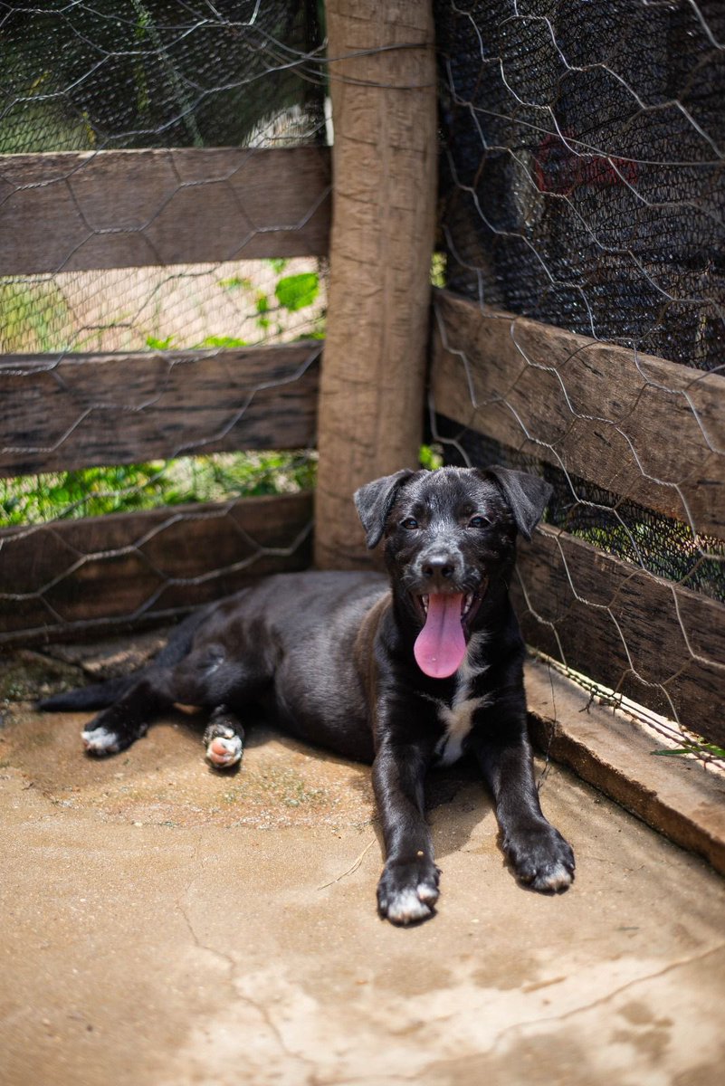 caogonhal's tweet photo. Congonhal/MG

ADOTE A MARGOT!

Essa linda filhotinha esta sob nossos cuidados desde o ano passado.

Aproximadamente 4 meses
Vacinada com v-10
Vermifugada 
Protegida de pulgas e carrapatos

Contato para adoção pelo WhatsApp (35)99193-5404 https://t.co/UXusQtNIow
