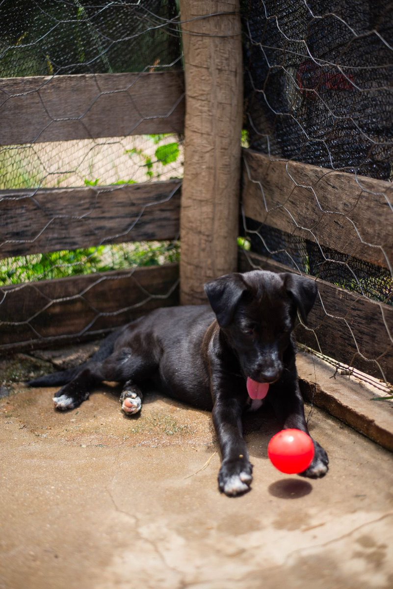 caogonhal's tweet photo. Congonhal/MG

ADOTE A MARGOT!

Essa linda filhotinha esta sob nossos cuidados desde o ano passado.

Aproximadamente 4 meses
Vacinada com v-10
Vermifugada 
Protegida de pulgas e carrapatos

Contato para adoção pelo WhatsApp (35)99193-5404 https://t.co/UXusQtNIow
