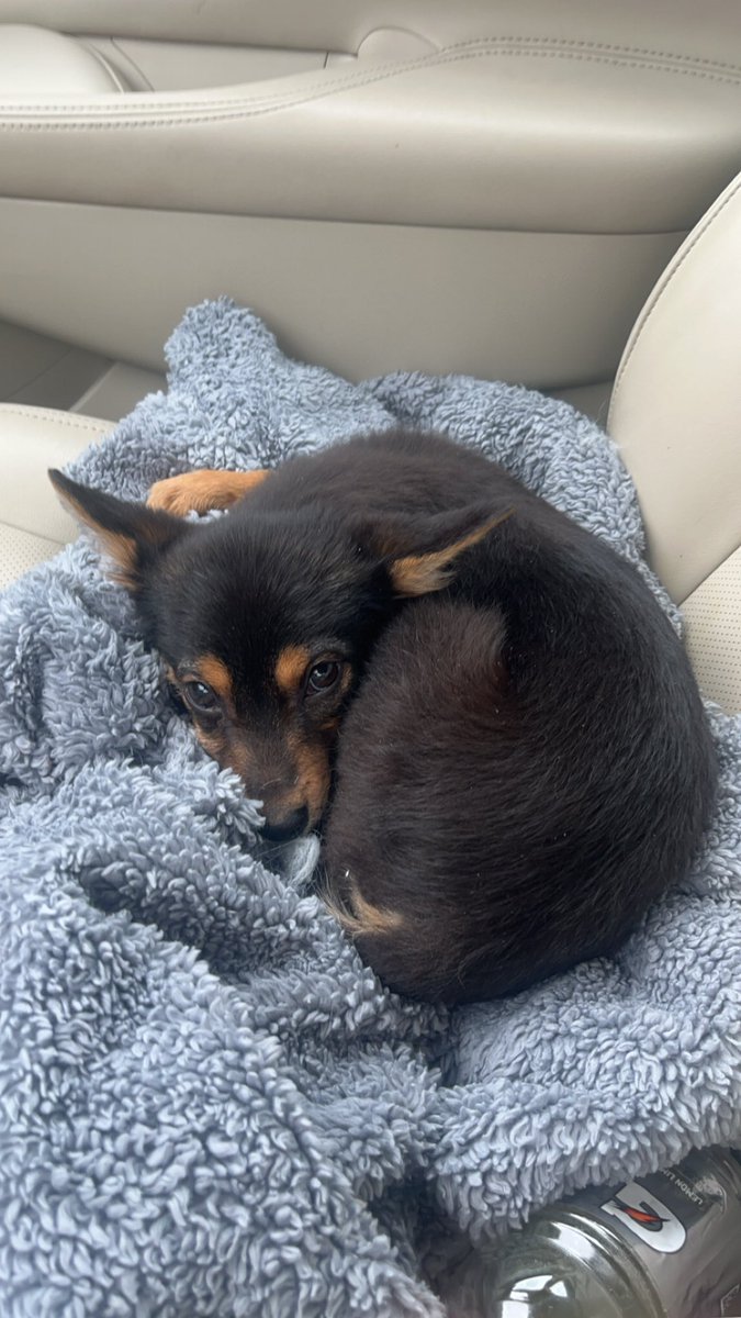 oliviaoman2's tweet photo. @benedictsred This is waffles. https://t.co/8lnzN60U8n