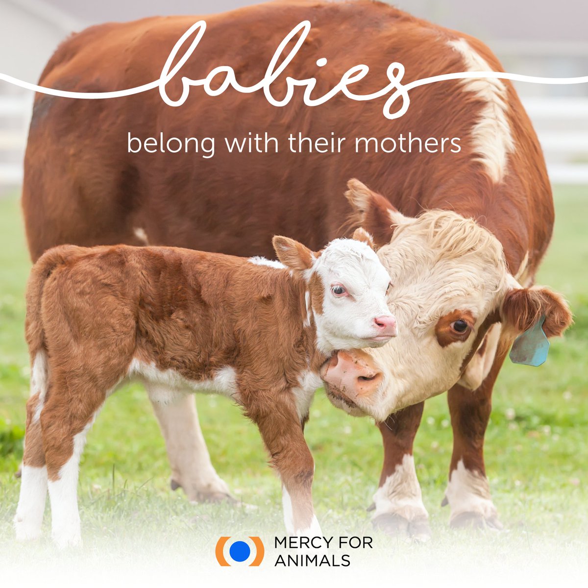 Share this and help spread awareness. ✨ #AnimalAdvocates