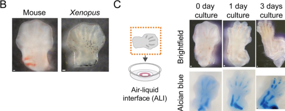 @FrogWranglers (@frogwranglers) on Twitter photo Check out this cool new preprint on limb regeneration and oxygen sensing using #xenopus! <a href="/CanAztekin/">Can Aztekin</a>
biorxiv.org/content/10.110… Check out this cool new preprint on limb regeneration and oxygen sensing using #xenopus! <a href="/CanAztekin/">Can Aztekin</a>
biorxiv.org/content/10.110…